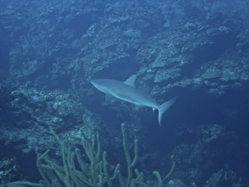 Carribean Reef Shark I (June 2011)